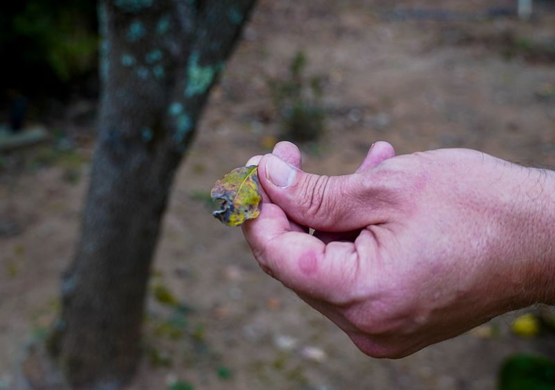 Everett Tree Service Comprehensive Tree Care, Removal & Landscape